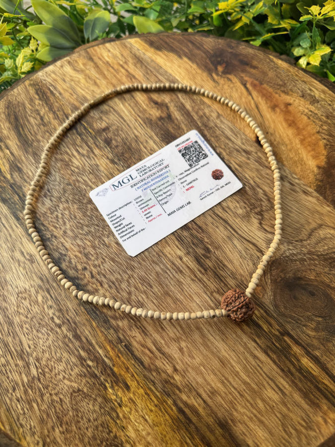1 Round 7 Mukhi Rudraksh With Original Tulsi Mala(lab certified)