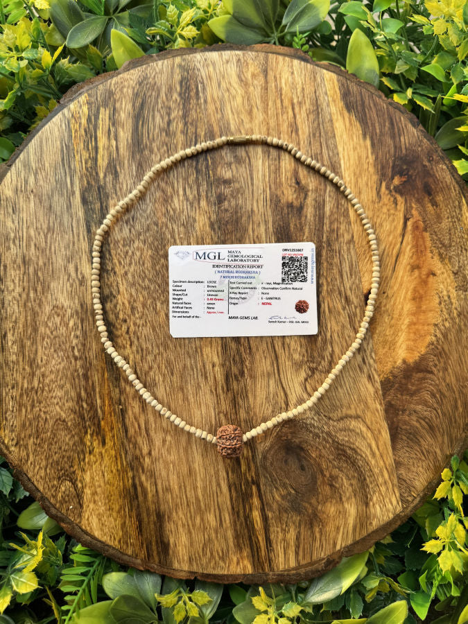 1 Round 7 Mukhi Rudraksh With Original Tulsi Mala(lab certified) - Image 2